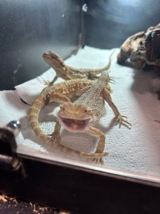 Gecko in an enclosure looking like he's smiling after eating a snack. 